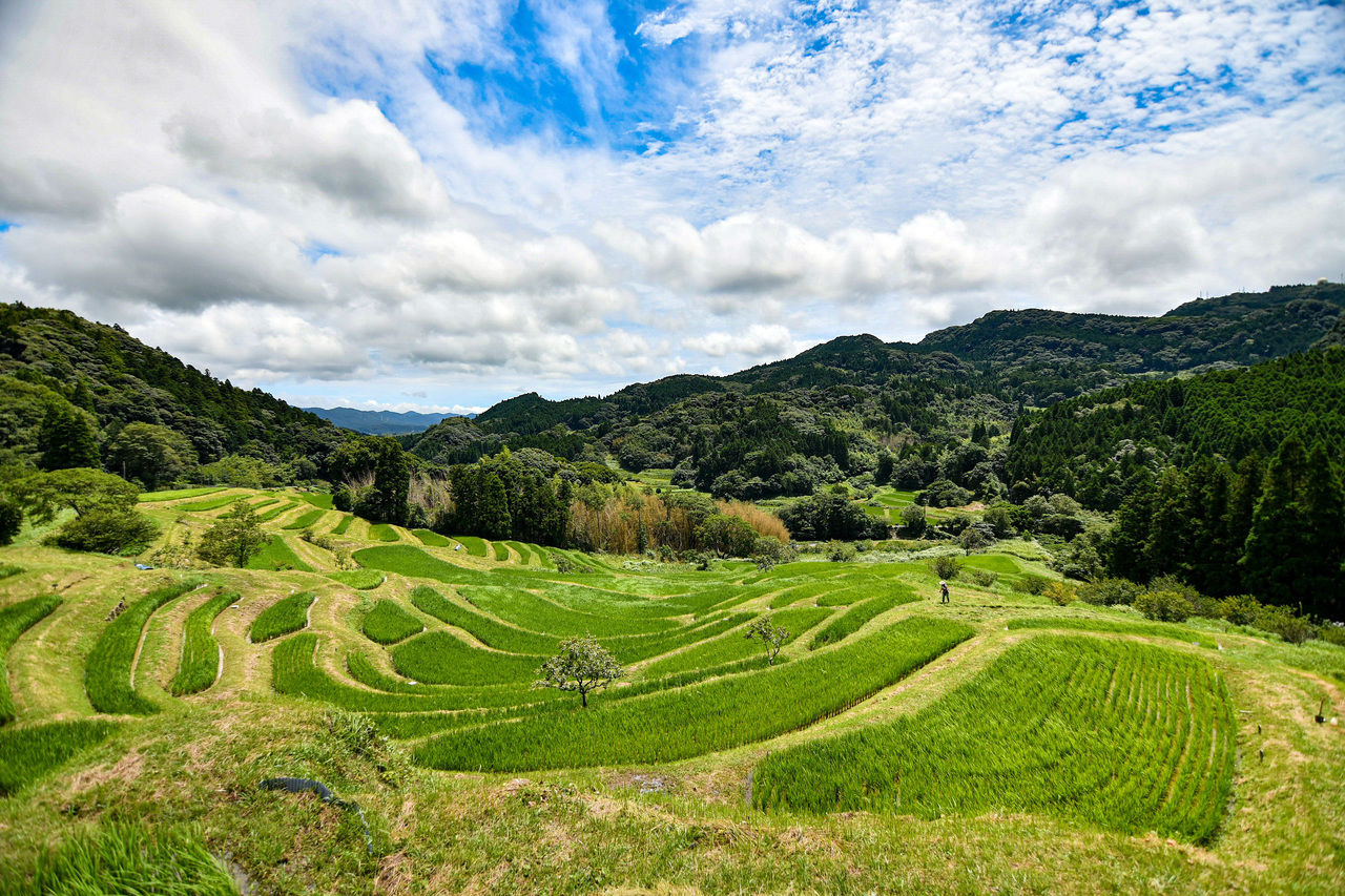 chiba-Oyama_Senmaida_in_summer-s