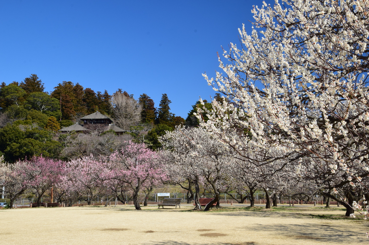 ibaraki-_Kairakuen_in_Mito_city_plum_blossoms-s