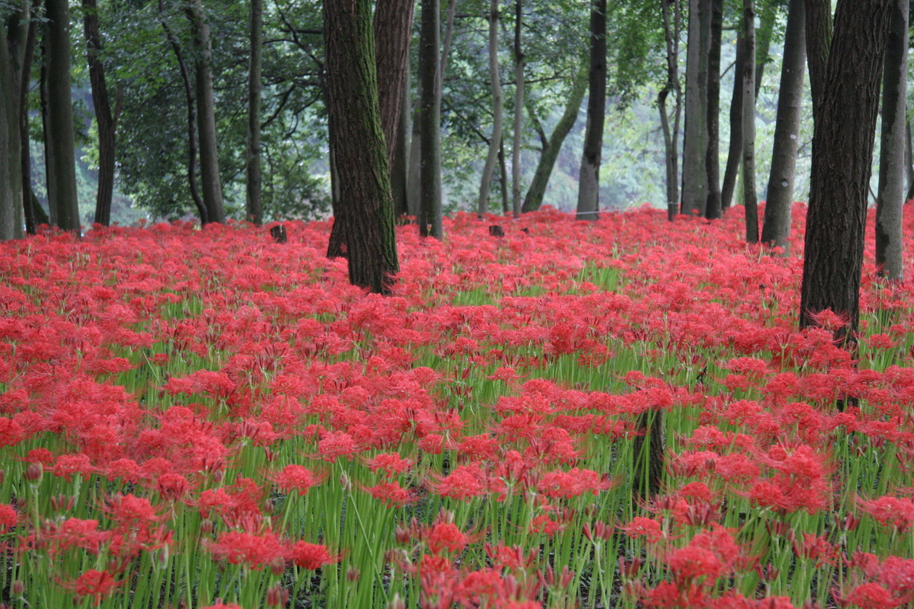 saitama-Saitama_Hidaka_city_kourai__Claster_amaryllis_in_Kourai-s